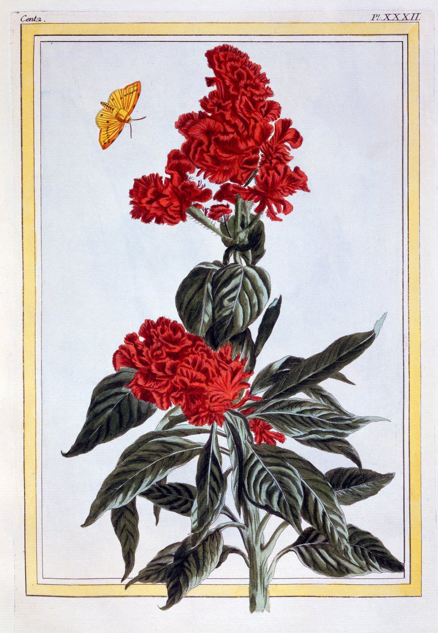 Variëteit van Amaranthus, c.1766 door Pierre Joseph Buchoz