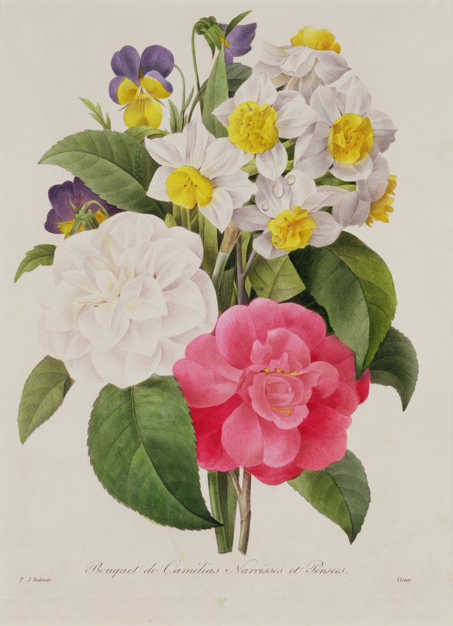 Camellia