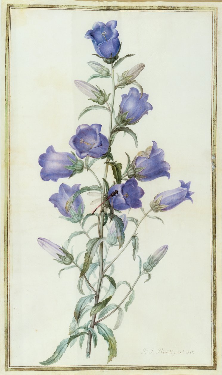 Campanula: Medium (Canterbury Bell) 1787 door Pierre Joseph Redouté