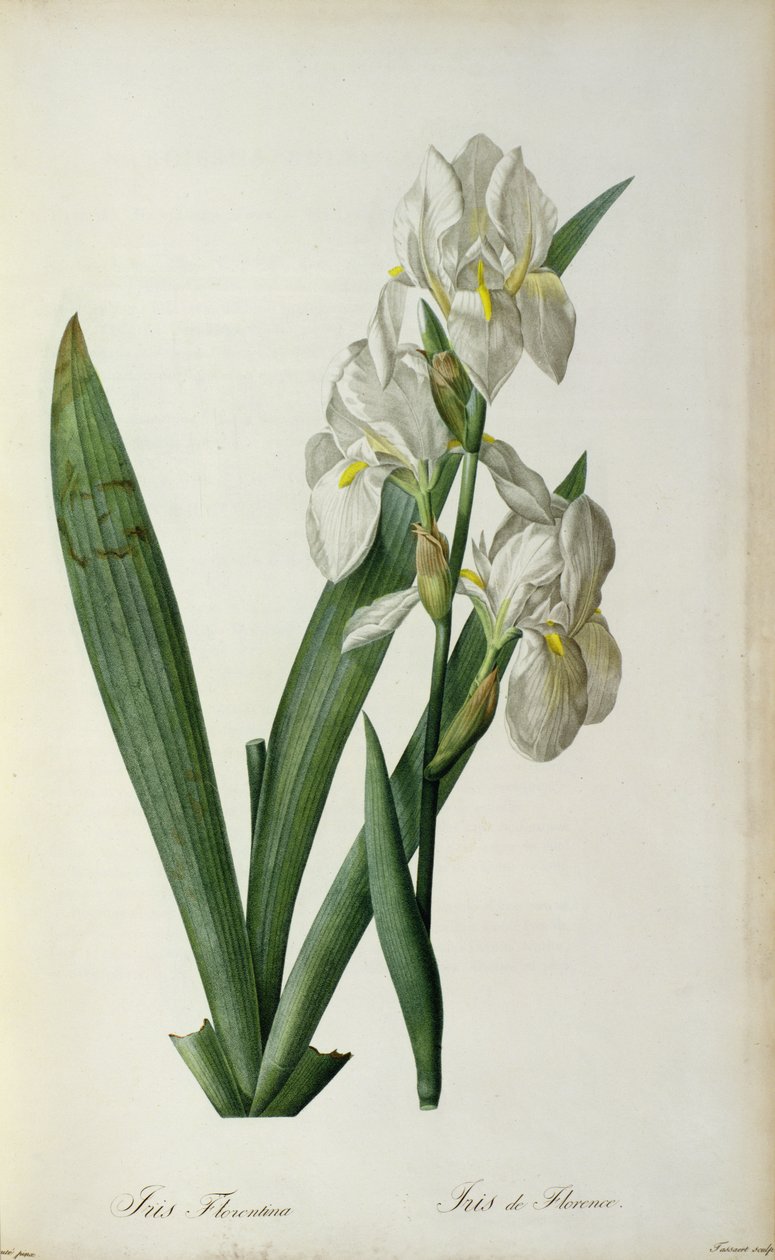 Iris Florentina, uit 