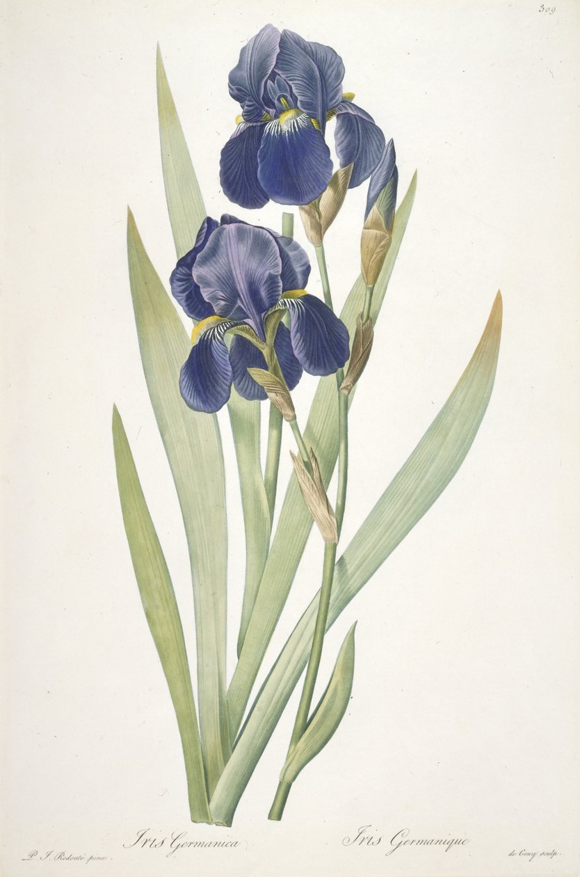 Iris germanica (Baardiris), 1812 door Pierre Joseph Redouté
