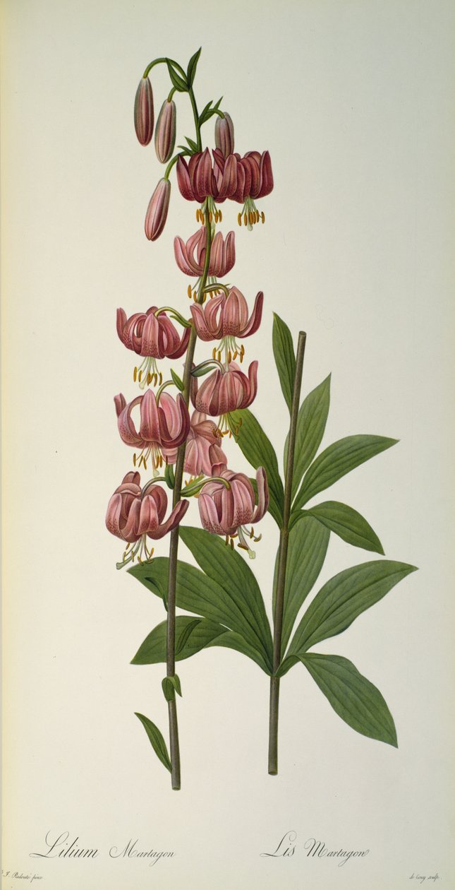 Lilium Martagon, uit `Les Liliacees, 1806 door Pierre Joseph Redouté