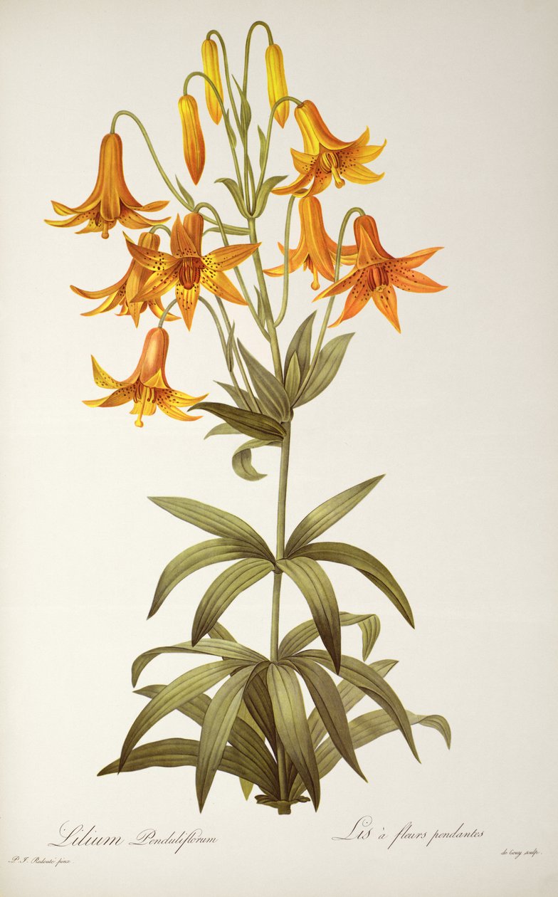 Lilium Penduliflorum, uit 