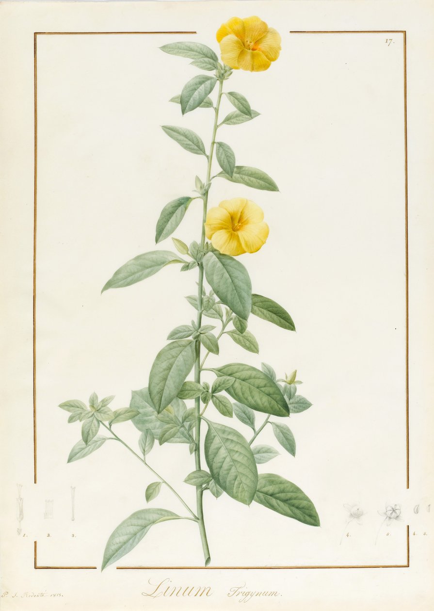 Linium Trigynum, 1813 door Pierre Joseph Redouté