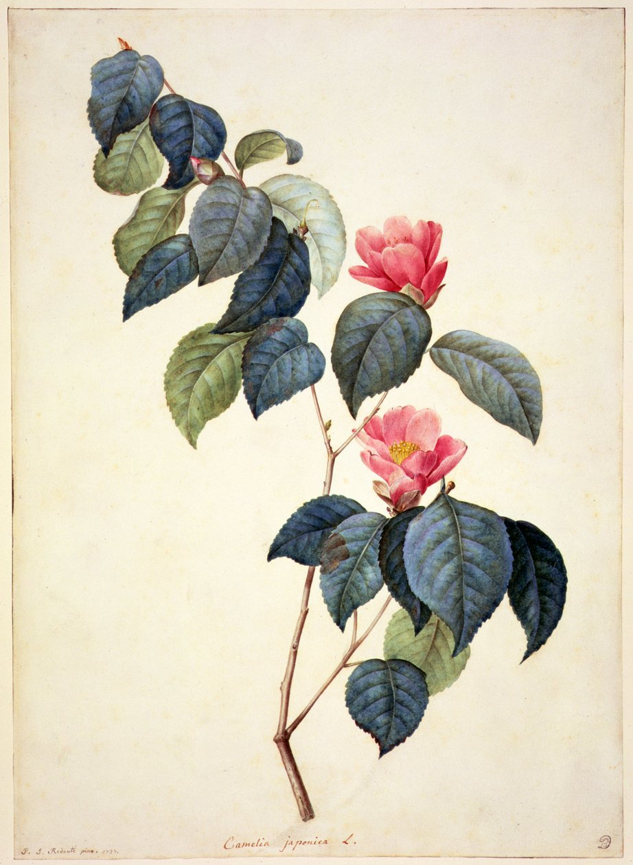 PD.21-1960 Camellia Japonica, 1793 door Pierre Joseph Redouté