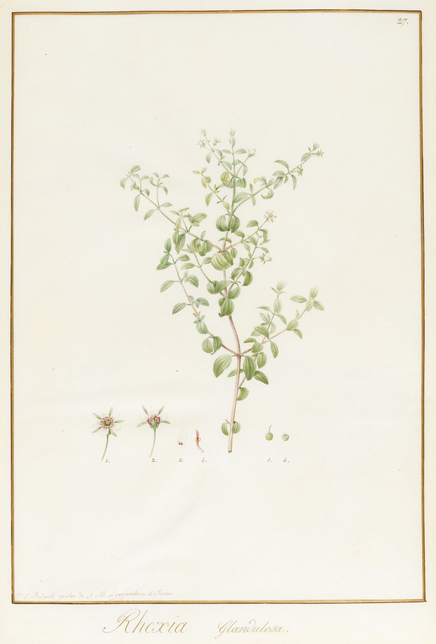 Rhexia Glandulosa door Pierre Joseph Redouté