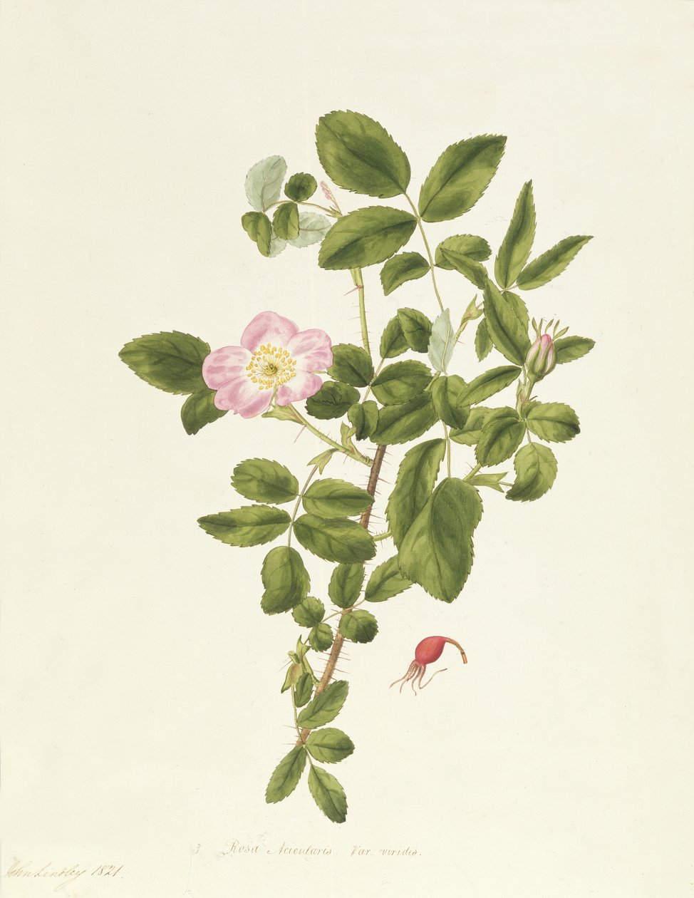 Rosa Acicularis Viridis door Pierre Joseph Redouté