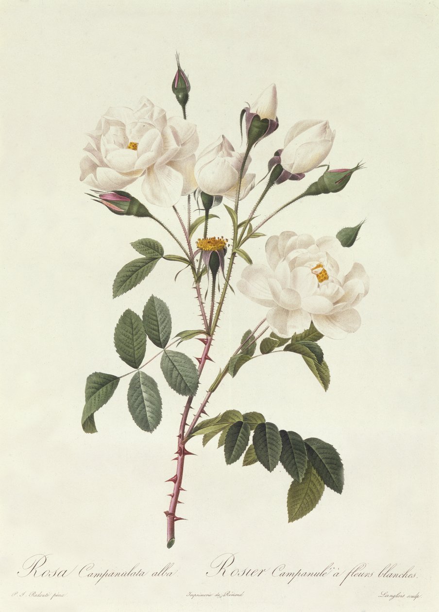 Rosa Campanulata Alba door Pierre Joseph Redouté