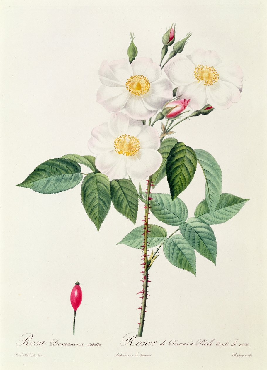 Rosa Damascena Subalba door Pierre Joseph Redouté