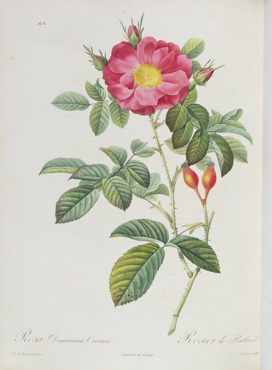Rosa Damascena, uit 