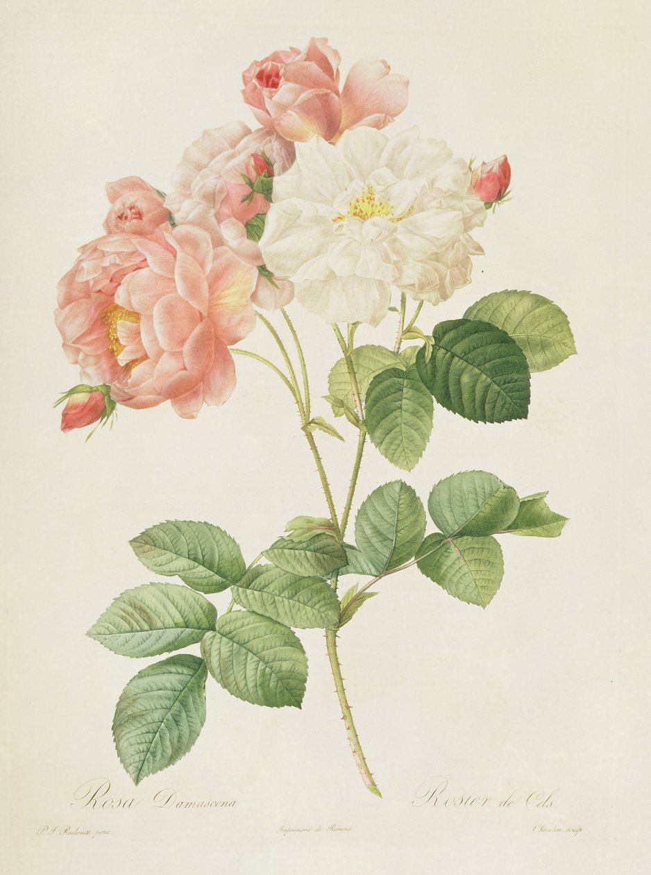 Rosa Damascena, uit 