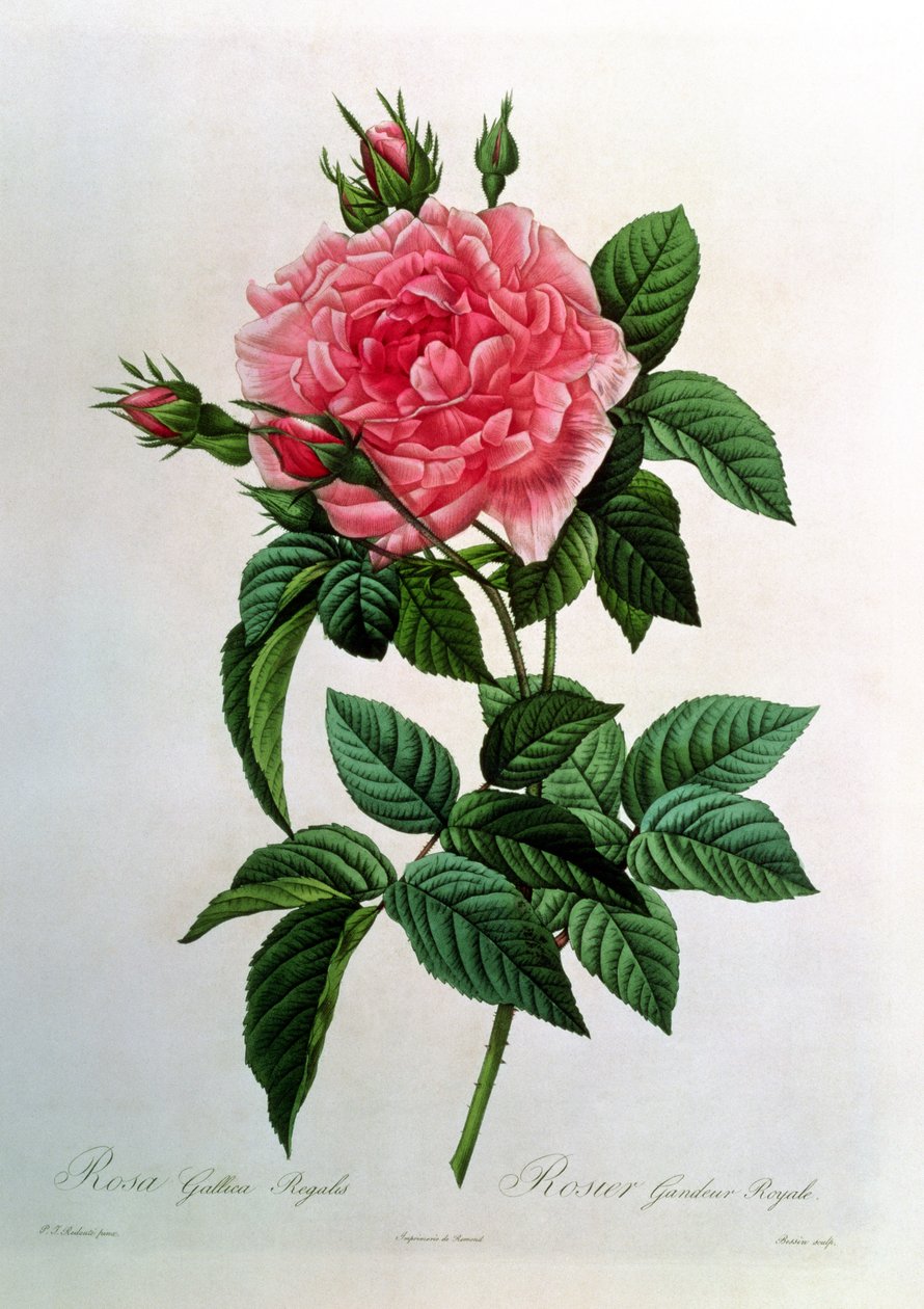 Rosa Gallica Regallis, uit 