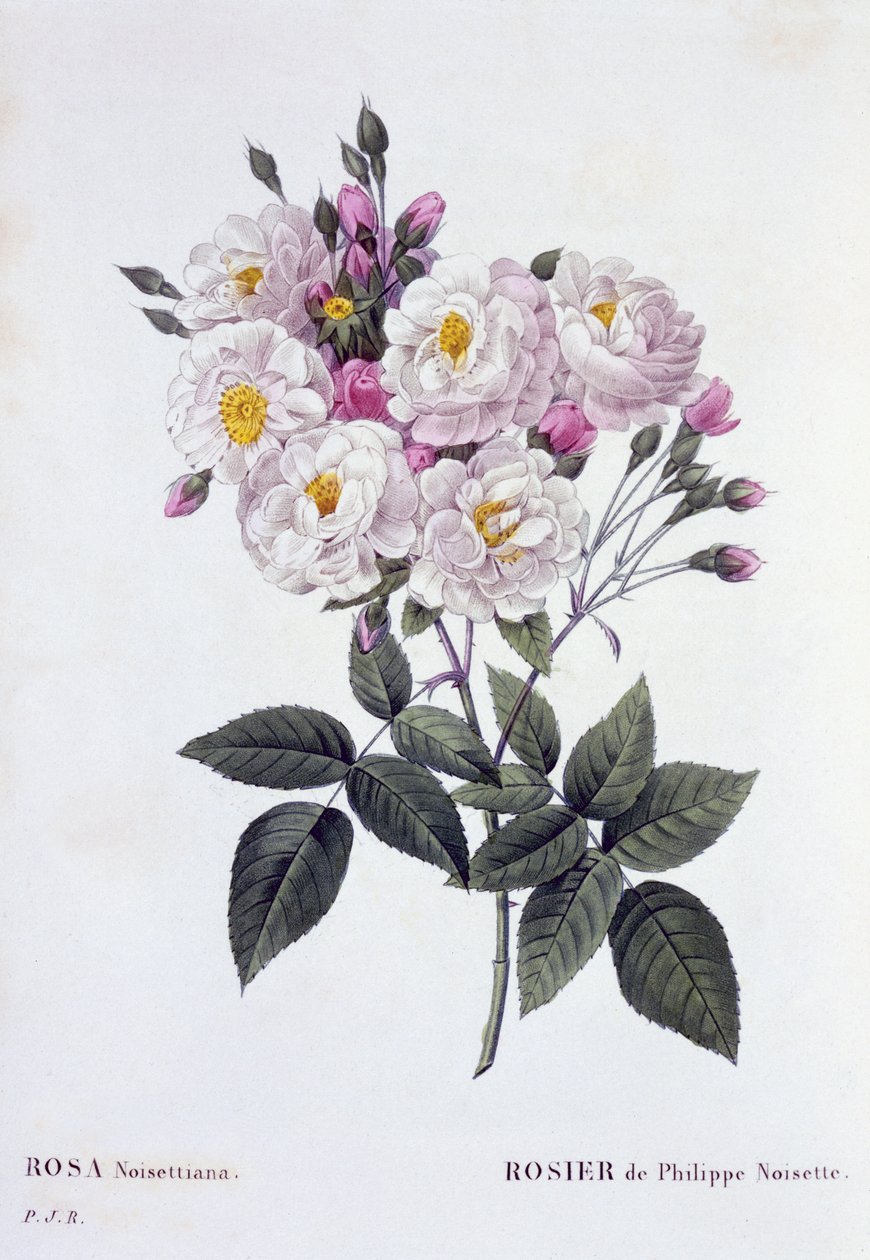 Rosa Noisettiana, gepubliceerd 1824-26 door Pierre Joseph Redouté