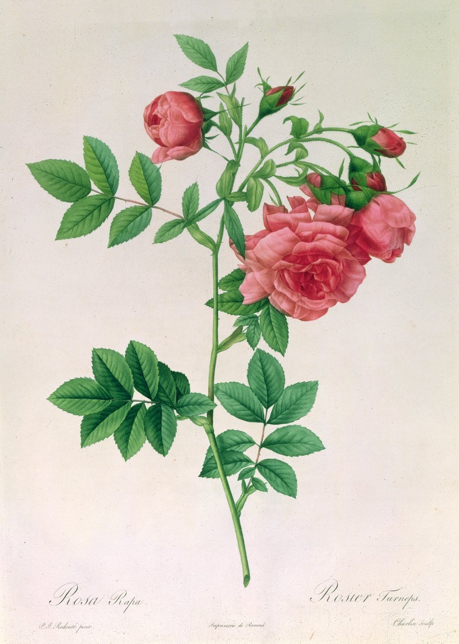 Rosa Rapa door Pierre Joseph Redouté