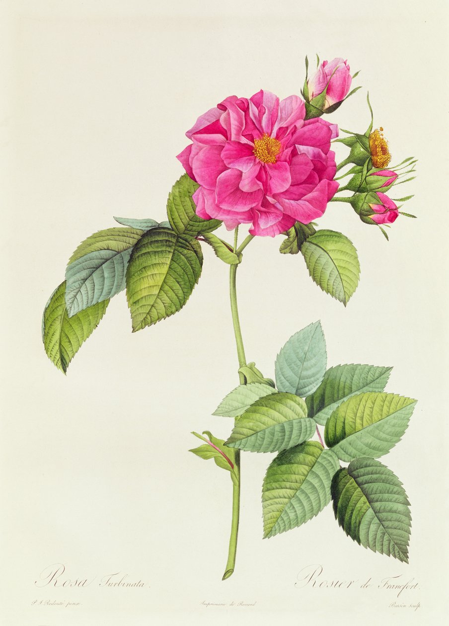 Rosa Turbinata door Pierre Joseph Redouté