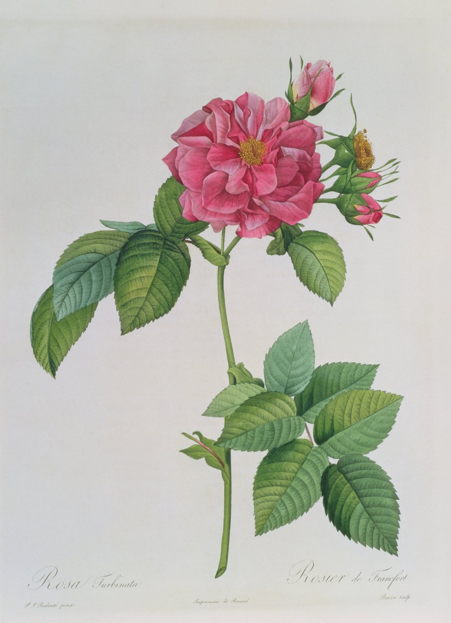Rosa Turbinata, uit 