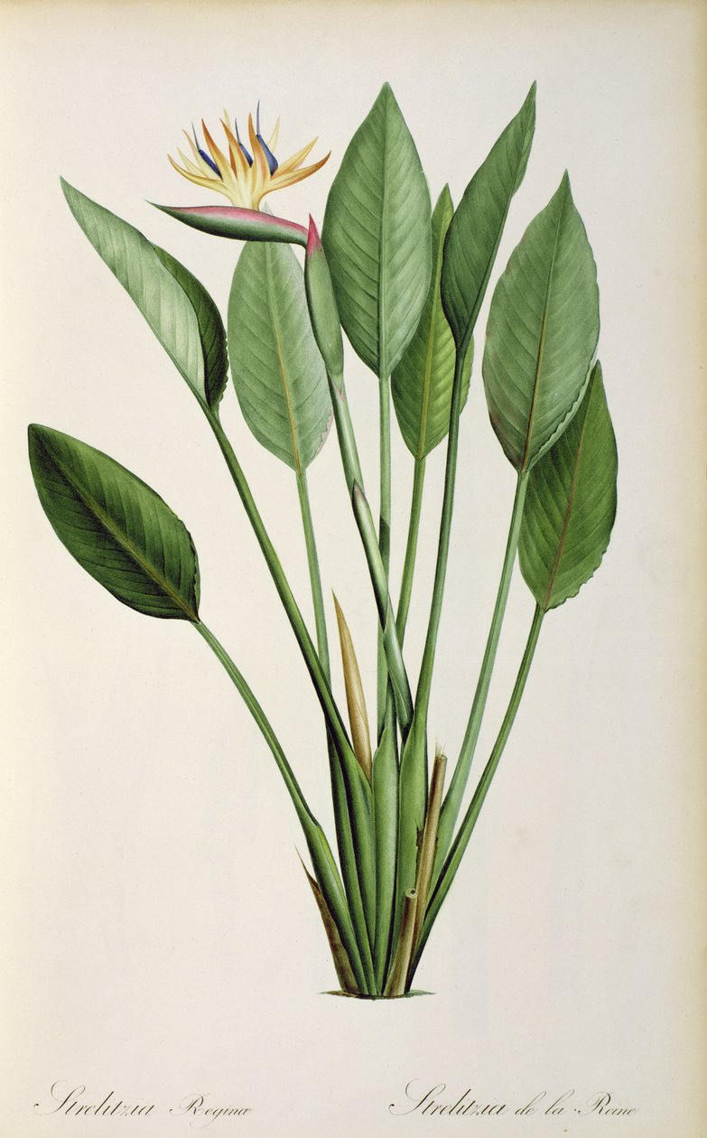 Strelitzia Reginae, uit 
