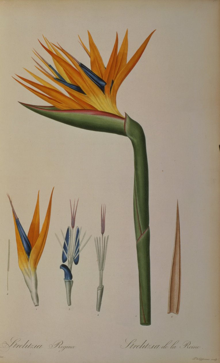 Strelitzia Reginae, uit 
