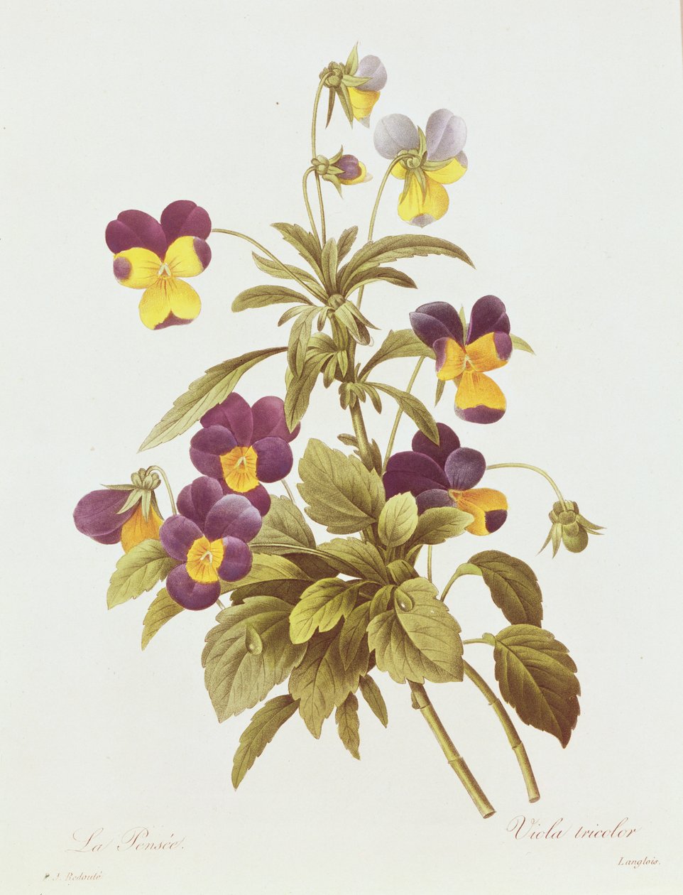 Viola Tricolour door Pierre Joseph Redouté