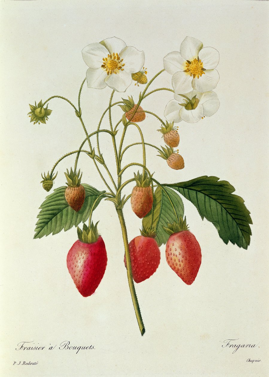 Fragaria (Aardbei), gegraveerd door Chapuis, uit 