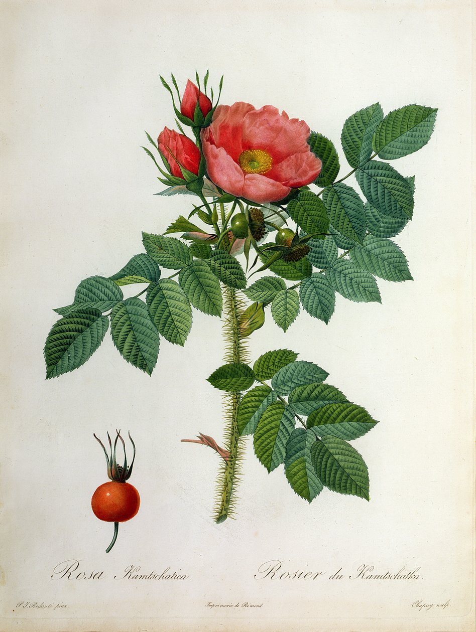 Rosa Kamtschatica, gegraveerd door Chapuy, gepubliceerd door Remond door Pierre Joseph Redouté