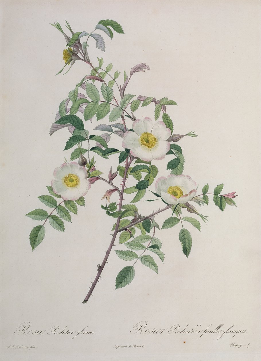 Rosa Redutea glauca, gegraveerd door Chapuy, uitgegeven door Remond door Pierre Joseph Redouté