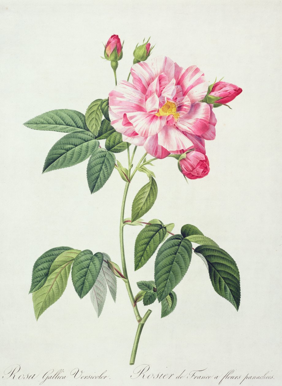 Rosa gallica versicolor (Franse roos), gegraveerd door Langlois, uit 