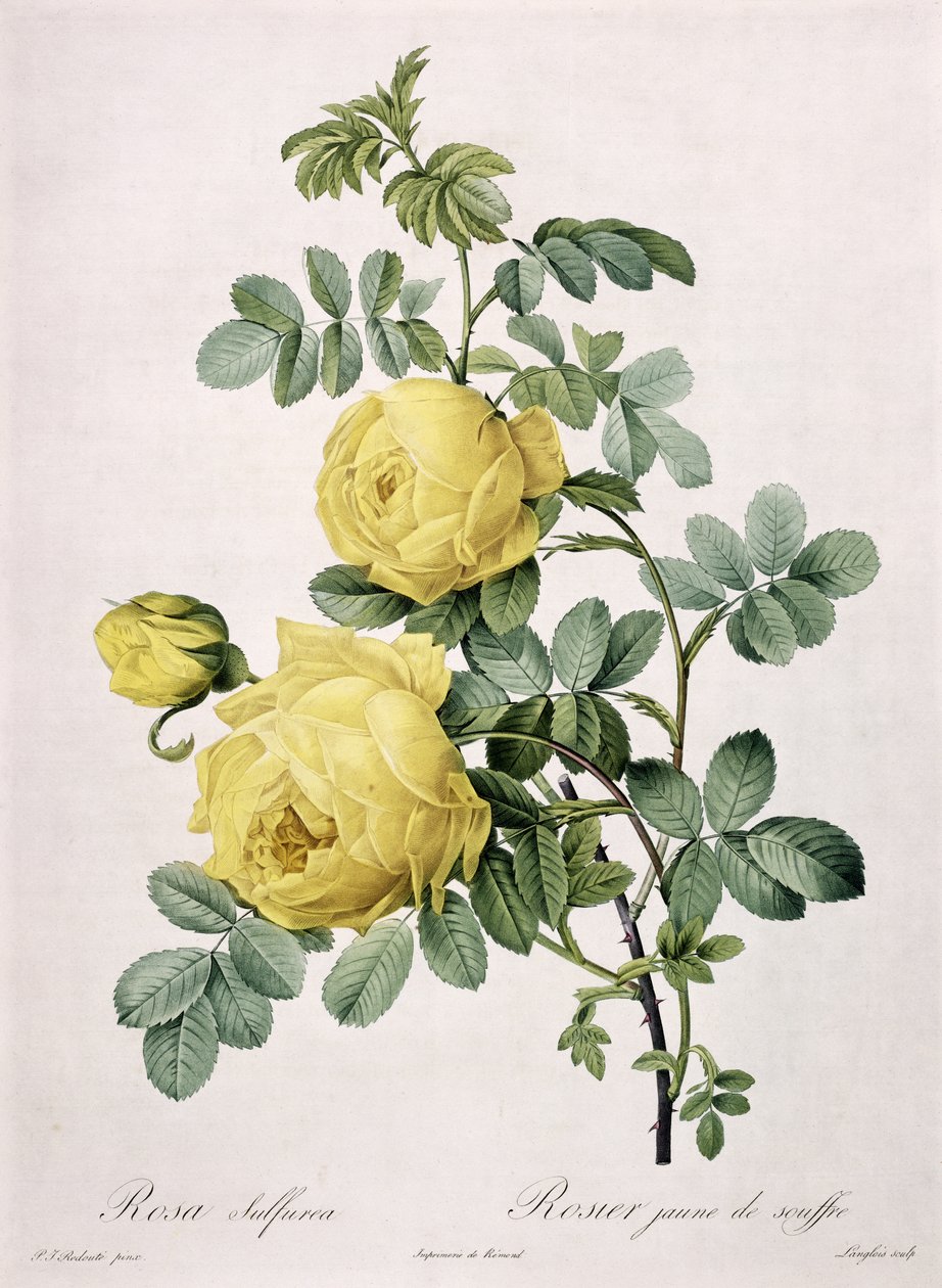 Rosa sulfurea, gegraveerd door Langlois, uit 