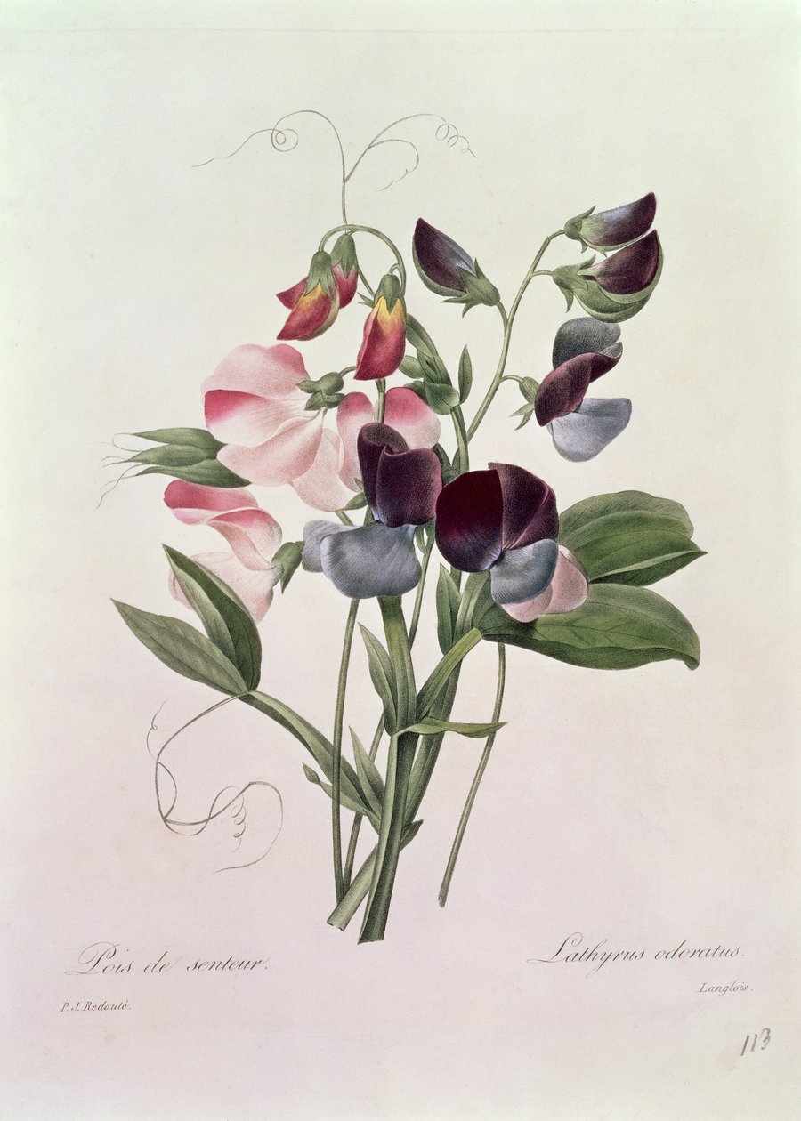 Lathyrus odoratur gegraveerd door Langlois, uit 