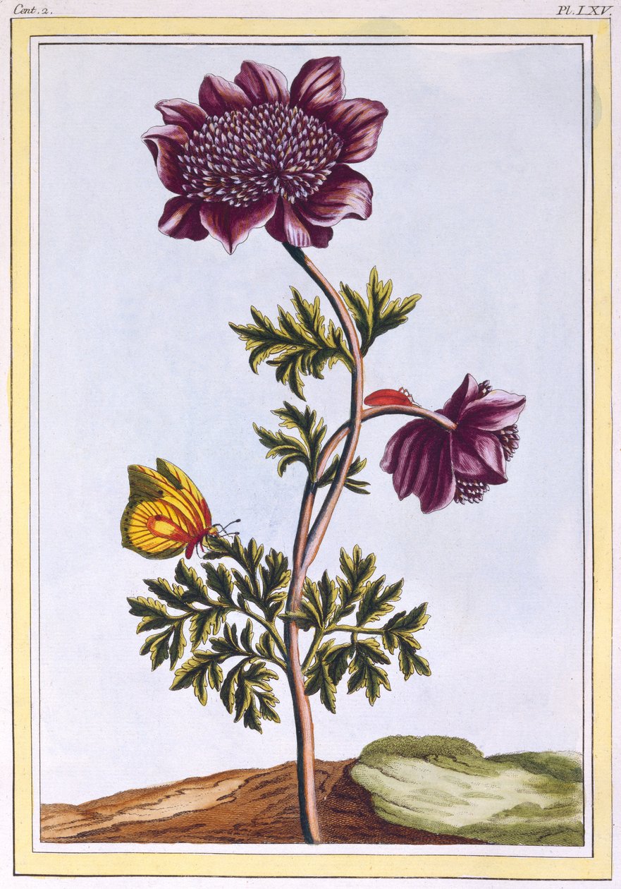 Tuinanemoon (Windbloem), ca. 1776 door Pierre Joseph Buchoz