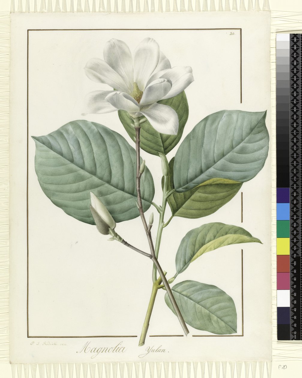 Magnolia yulan Magnolia denudata, 1812 door Pierre Joseph Redouté