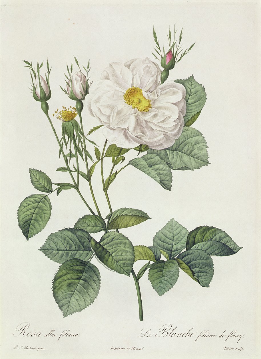 Rosa Alba Foliacea door Pierre Joseph Redouté