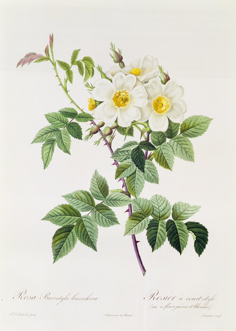 Rosa Brevistyla Leucochroa door Pierre Joseph Redouté