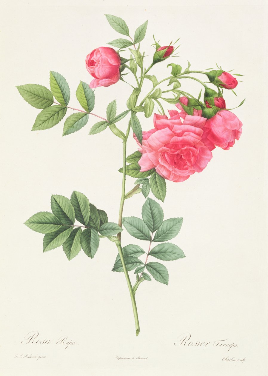 Rosa Pimpinellifolia Flore Variegato door Pierre Joseph Redouté