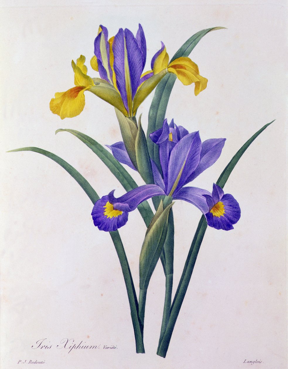 Iris Xiphium door Pierre Joseph Redouté