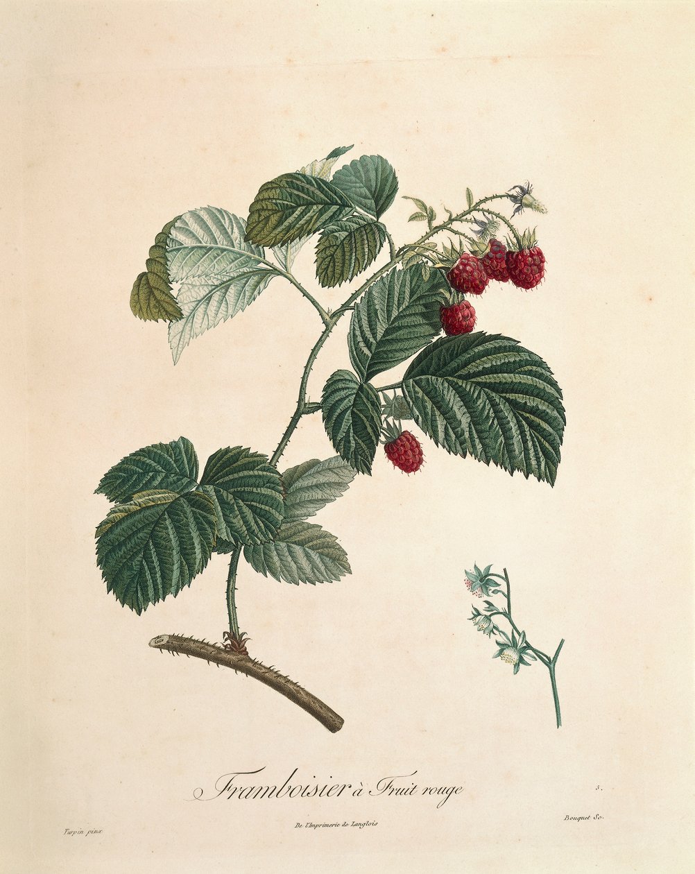 Framboos door Pierre Joseph Redouté (1759-1840) door Pierre Joseph Redouté
