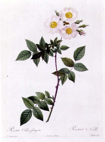 Rosa Collina fastigiata door Pierre Joseph Redouté
