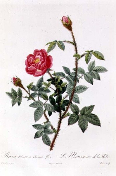 Rosa Muscosa Anemone-Flora door Pierre Joseph Redouté