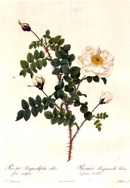 Rosa Pimpinellifolia Alba Flore Multiplei door Pierre Joseph Redouté