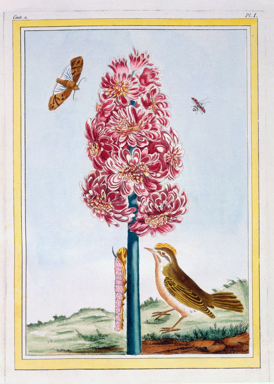 Hyacint, ca. 1766 (handgekleurde gravure) door Pierre Joseph Buchoz
