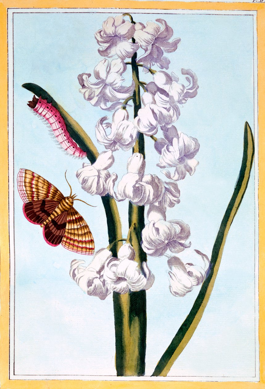 Hyacint, c.1766 door Pierre Joseph Buchoz