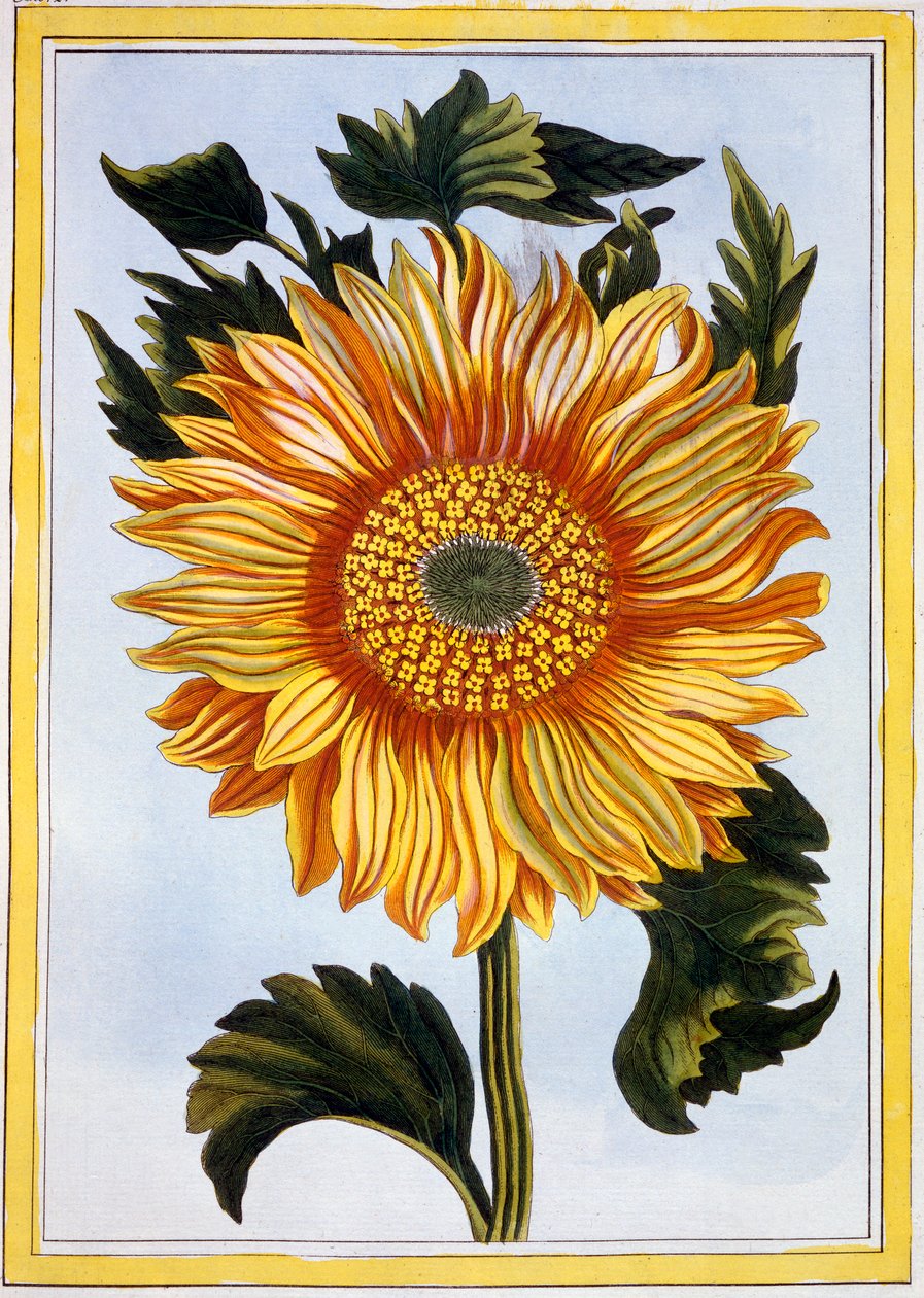 Zonnebloem door Pierre Joseph Buchoz