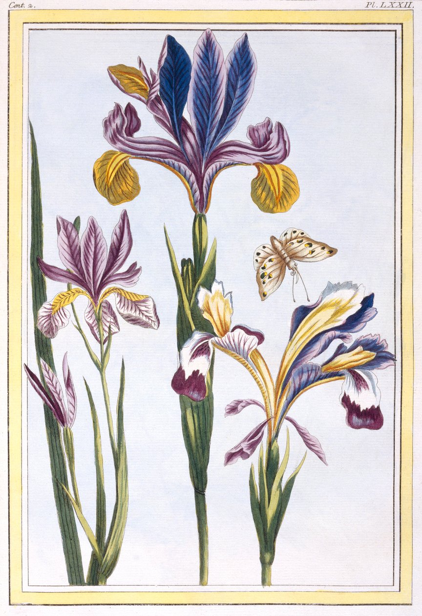 Bonte iris, gepubliceerd 1776 door Pierre Joseph Buchoz