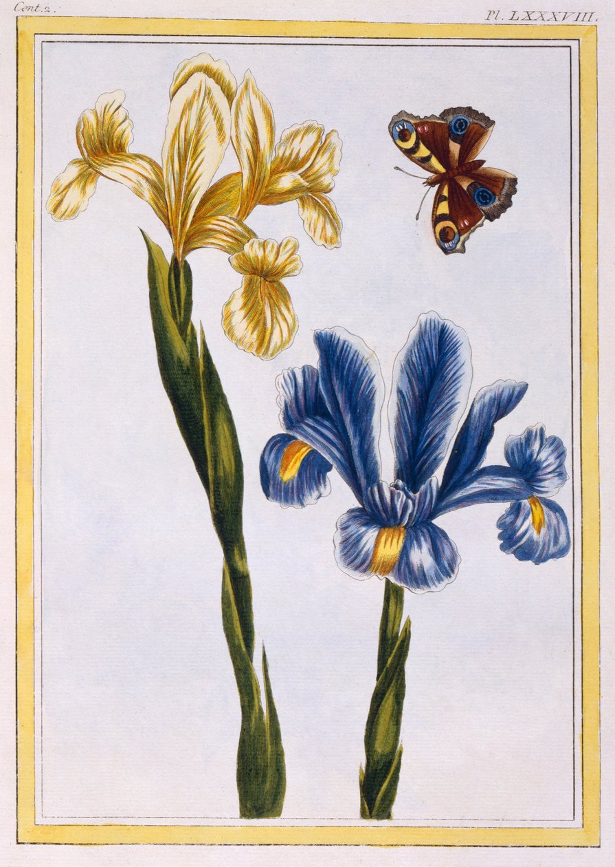 Gele en paarse irissen, gepubliceerd 1776 door Pierre Joseph Buchoz