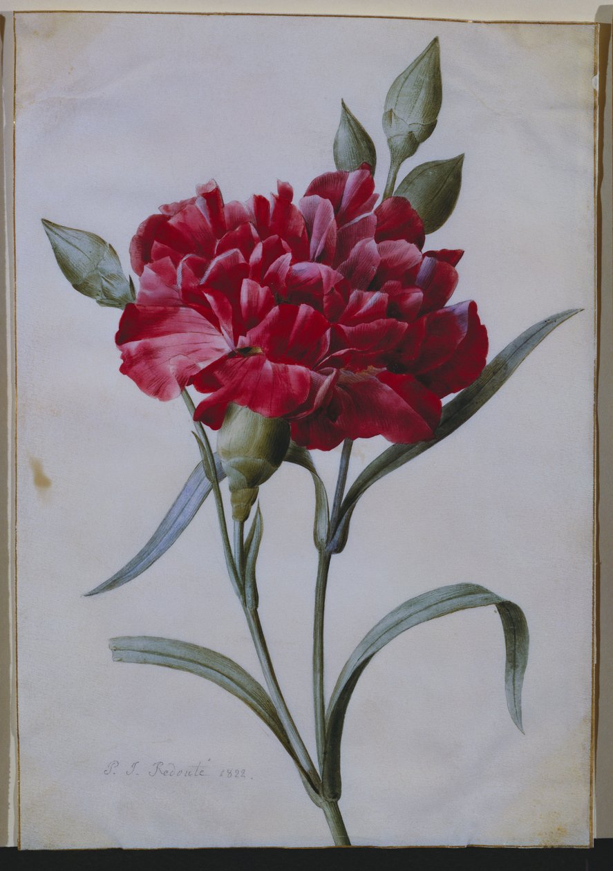 Een Donkerrode Anjer, 1822 door Pierre Joseph Redouté