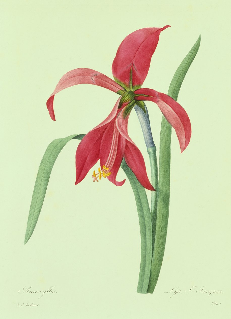 Amaryllis door Pierre Joseph Redouté