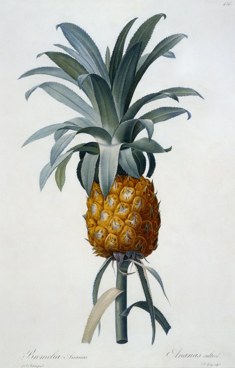 Bromelia Ananas (handgekleurde gravure) door Pierre Joseph Redouté