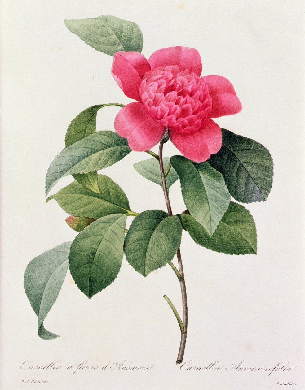 Camellia Anemonefolia door Pierre Joseph Redouté