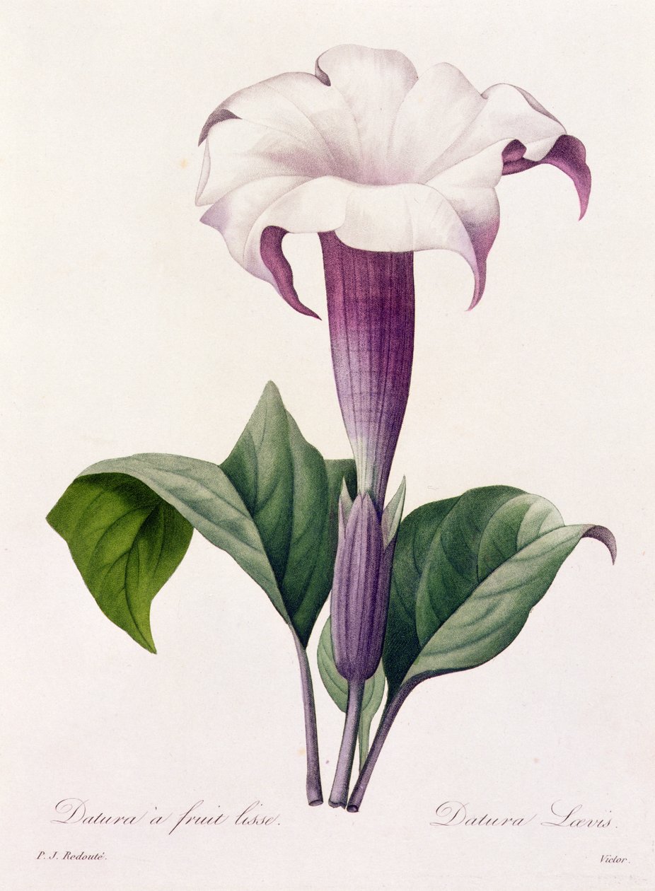 Dature Laevis (gekleurde gravure) door Pierre Joseph Redouté
