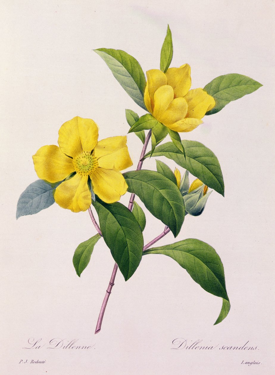 Dillenia Scandens (gekleurde gravure) door Pierre Joseph Redouté